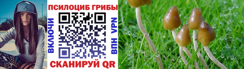 Псилоцибиновые грибы Psilocybine cubensis  Игарка 
